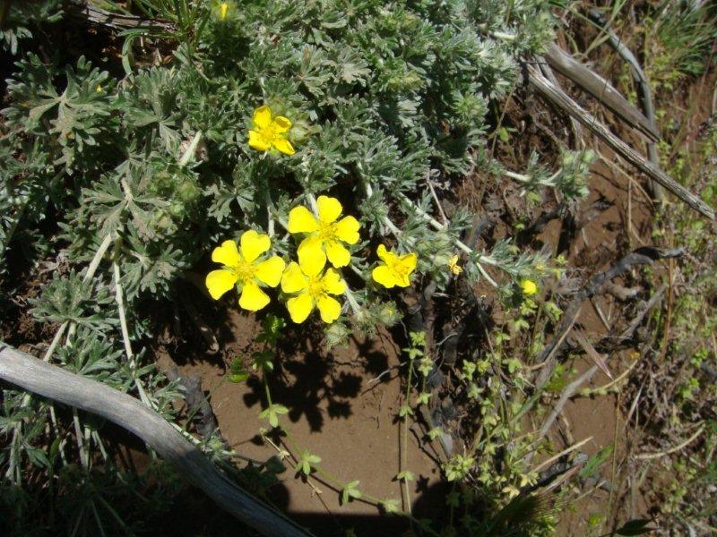 Potentilla calabra o P. argentea?